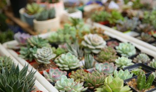 客厅花盆适合摆放什么 哪些花卉盆栽适合摆客厅