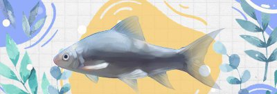 鲮鱼是海鱼还是淡水鱼 鲮鱼是什么鱼一般生活在哪里