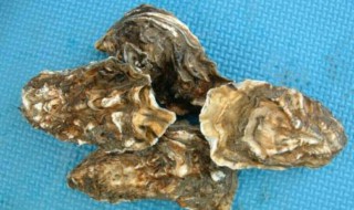 河蚌如何快递保鲜储存 河蚌怎样快递保鲜储存