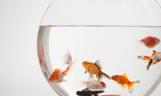 怎样判别养鱼水质好坏 如何判别养鱼水质好坏