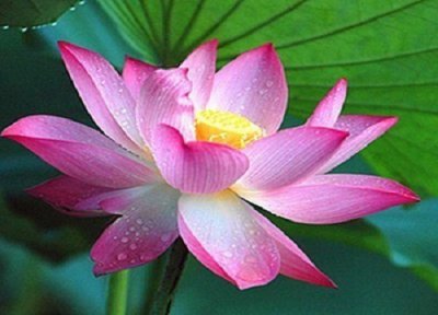 荷花有几个花瓣图片 花瓣数量有多少