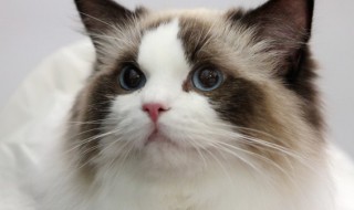 猫猫少见独特名字 猫猫独特少见名字