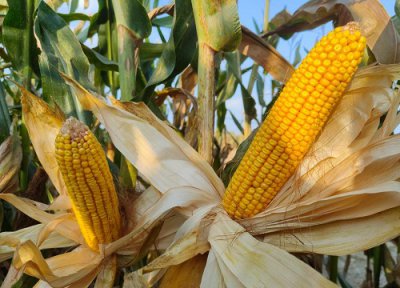 登海1717玉米种子简介 登海1717审定公告、价格