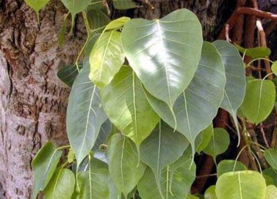 金丝菩提是什么植物 属于什么科植物