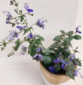 小众又浪漫的花名 漂亮小众的花卉种类名称及图片