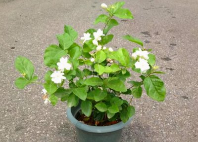 茉莉花修剪方法 茉莉花怎样修剪