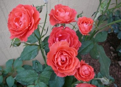 什么时候扦插月季花成活率高 月季花怎样插枝容易活