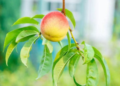 家里种桃树盆栽吉利吗 种在家里风水好不好