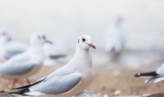 鸽子好坏怎么分辨 如何判断鸽子好坏