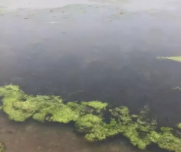 水里青苔怎么快速清除 青苔爆发的原因及去除办法