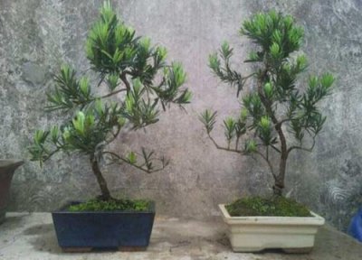 罗汉松上盆要注意事项 如何给罗汉松上盆服盆更快