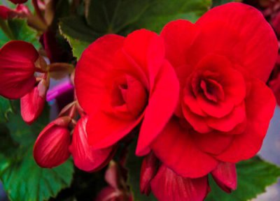 海棠花花语和寓意 海棠花的花语是什么