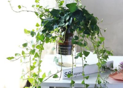 代表友谊送什么花好 普通朋友的友情送什么花寓意好