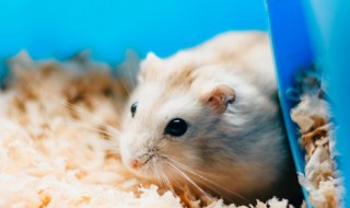 仓鼠能养在一起吗 两只仓鼠能不能养在一起