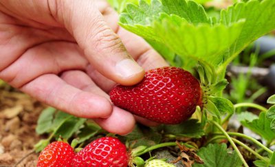 什么肥料能提高草莓产量 草莓追肥用什么肥料结果多可增产