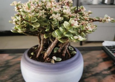 雅乐之舞花期时间 雅乐之舞花期是什么时候