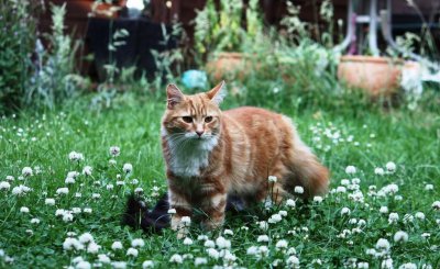 最温柔的猫咪排名前十 世界上最温柔的宠物猫排行