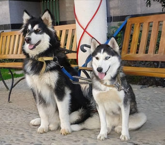 跟哈士奇很像的狗叫什么 阿拉斯加犬和哈士奇的区别