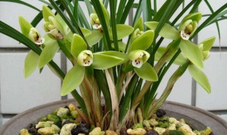 兰花常见有哪些品种 有什么常见的兰花品种