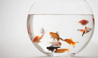 卧室可以放鱼缸吗 卧室可以放鱼缸养鱼吗