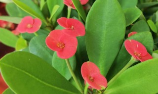 铁海棠花可以放卧室吗 铁海棠花能不能放卧室养护