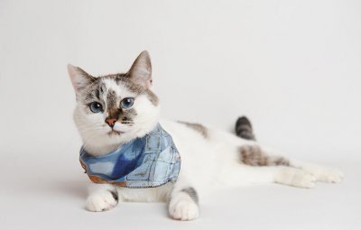 猫粮什么牌子好又便宜 性价比较高的猫粮品牌推荐