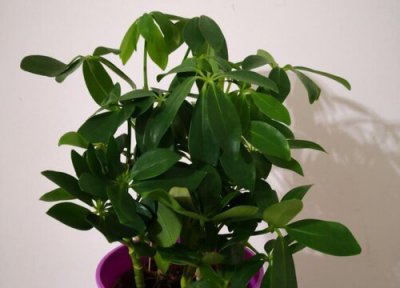 七叶莲的风水作用及摆放禁忌 放哪里最旺财