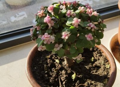 金枝玉叶扦插时间 金枝玉叶怎样扦插繁殖