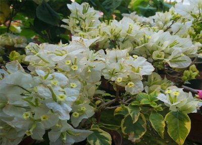 红心樱花三角梅好养吗 三角梅绿叶樱花如何养护花比叶多