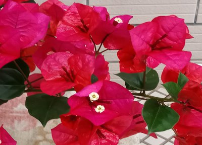 春季怎样养三角梅 春季养三角梅需要遵循哪些原则