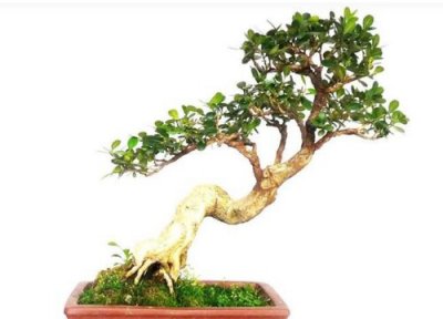 珍珠黄杨的养殖方法和注意事项 珍珠黄杨盆景怎么养