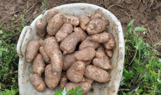 天麻适合什么地方种植 天麻适合在什么地方生长