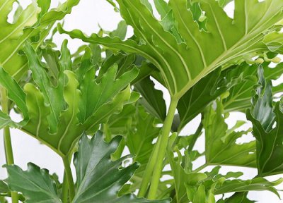 春羽开花吗 花期长的什么样子