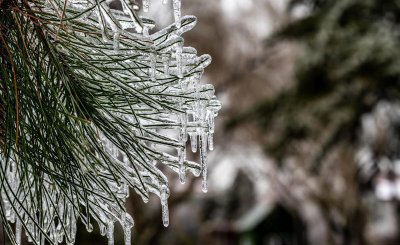 人们常说的岁寒三友是指哪三个植物 分别是什么植物