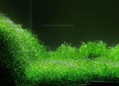 莫斯怎么养长得好养出状态 养莫斯要注意什么