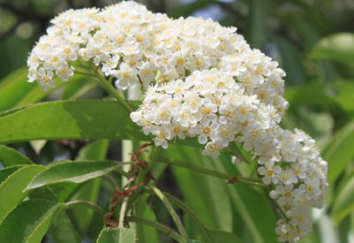石楠花什么味道 为什么味道难闻还是要种植石楠花