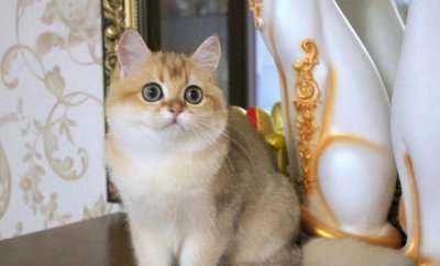 宠物猫品种和价格图片大全 7种常见宠物猫的市场价