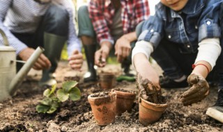 种植黄连需要哪些条件 种植黄连要哪些条件