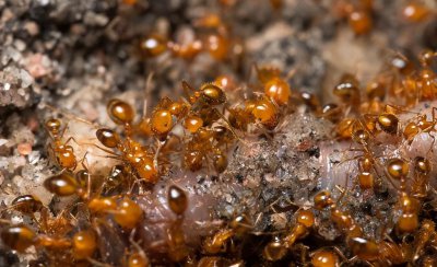 为什么国家不灭红火蚁 红火蚁最怕的三种克星是什么