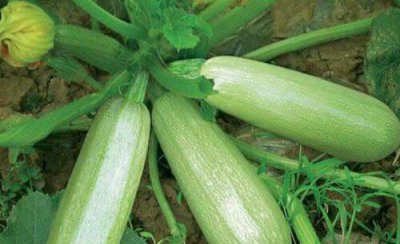 西葫芦的种植方法和管理技术 西葫芦怎样栽培产量高