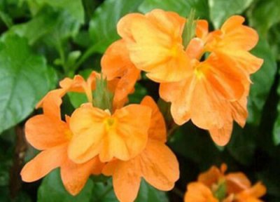 鸟尾花的养殖方法 鸟尾花的养殖方法和注意事项