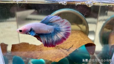 泰国斗鱼好养吗怎么养好看 怎么养才能养出漂亮的斗鱼