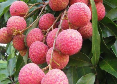 广东水果品种大全 广东珍稀水果新品种