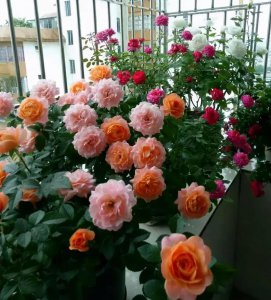 月季花扦插时间和方法 秋季按这4步扦插操作月季成活率高