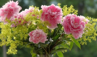 送病人适合买什么花束 送病人适合买哪些花束