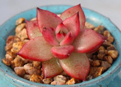 库苏多肉养殖 库苏多肉怎么养