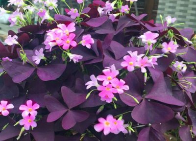 酢浆草几月份种植最好 最佳种植季节与时间