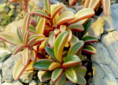 椒草品种图片 水草椒草品种