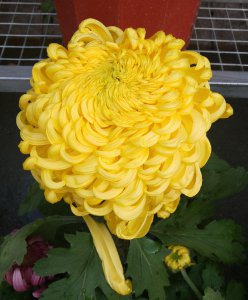 菊花的寓意和象征意义 高贵典雅的菊花有3个美好寓意