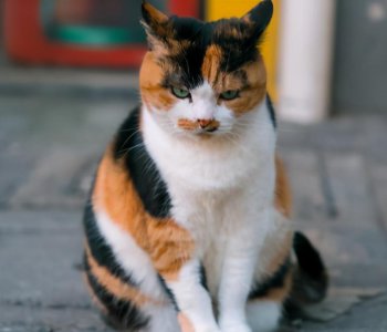 土猫有蓝眼睛的吗 国内好看的土猫品种介绍